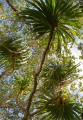 Lord Howe Island_20061211_011